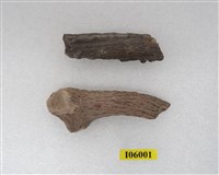 藏品(四不像(角)化石)的圖片